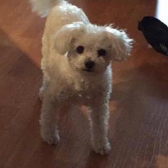 Meet your Posher, Tina - Picture 1 of 1